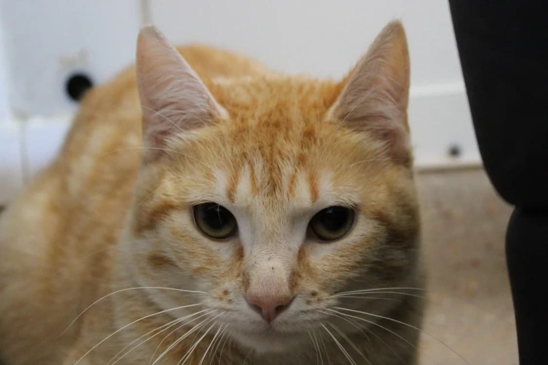 Yoshi, male mixed breed for adoption at SPA Cabourg, Cabourg