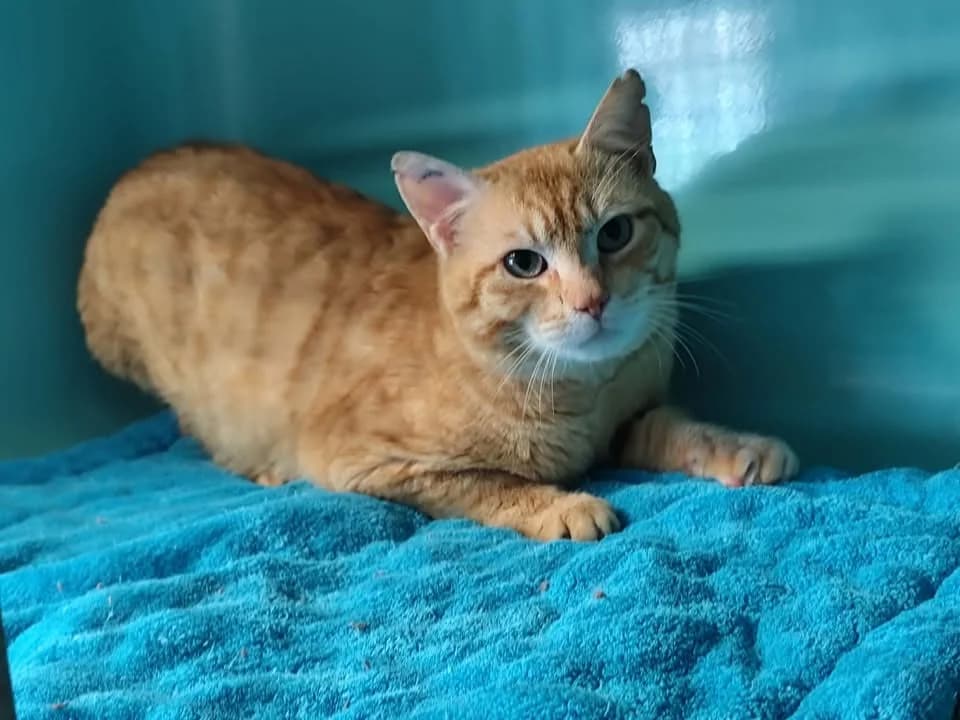 scott, male mixed breed for adoption at SPA Étalondes, Etalondes