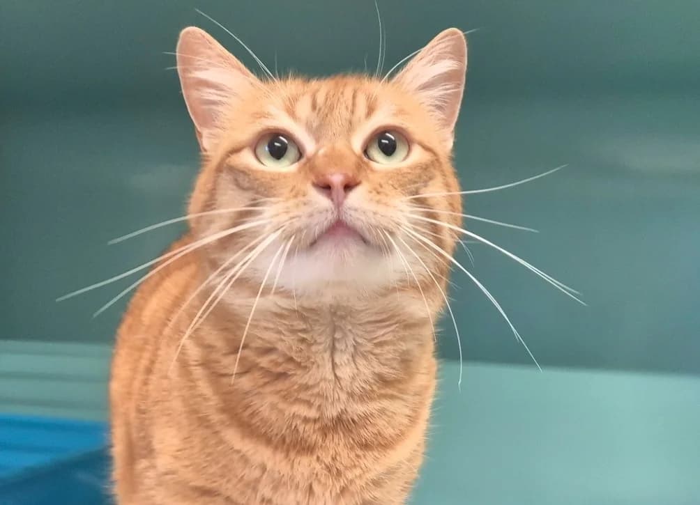 simba, male mixed breed for adoption at SPA Mont-de-Marsan, De Marsan