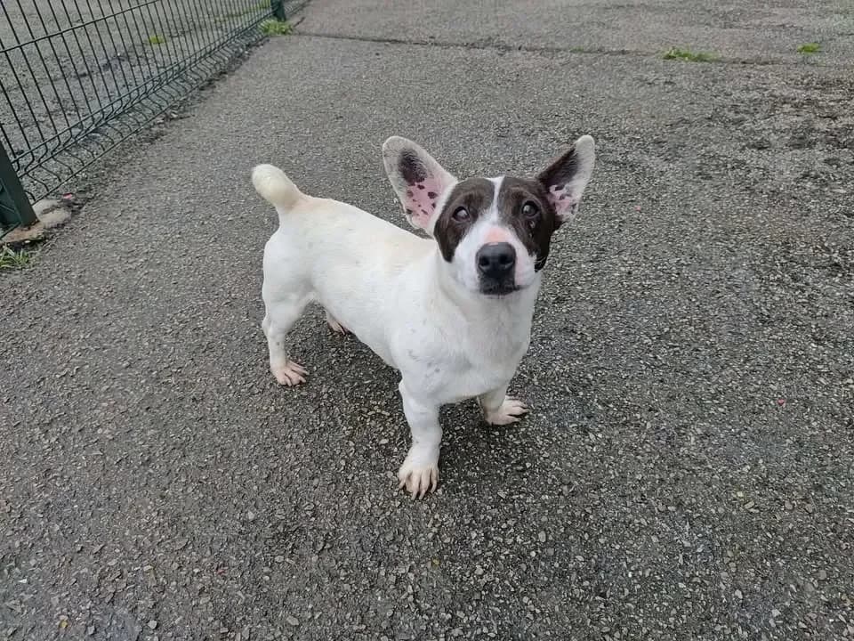 Dan, male Jack Russell Terrier for adoption at SPA Étalondes, Etalondes — photo 2 of 2