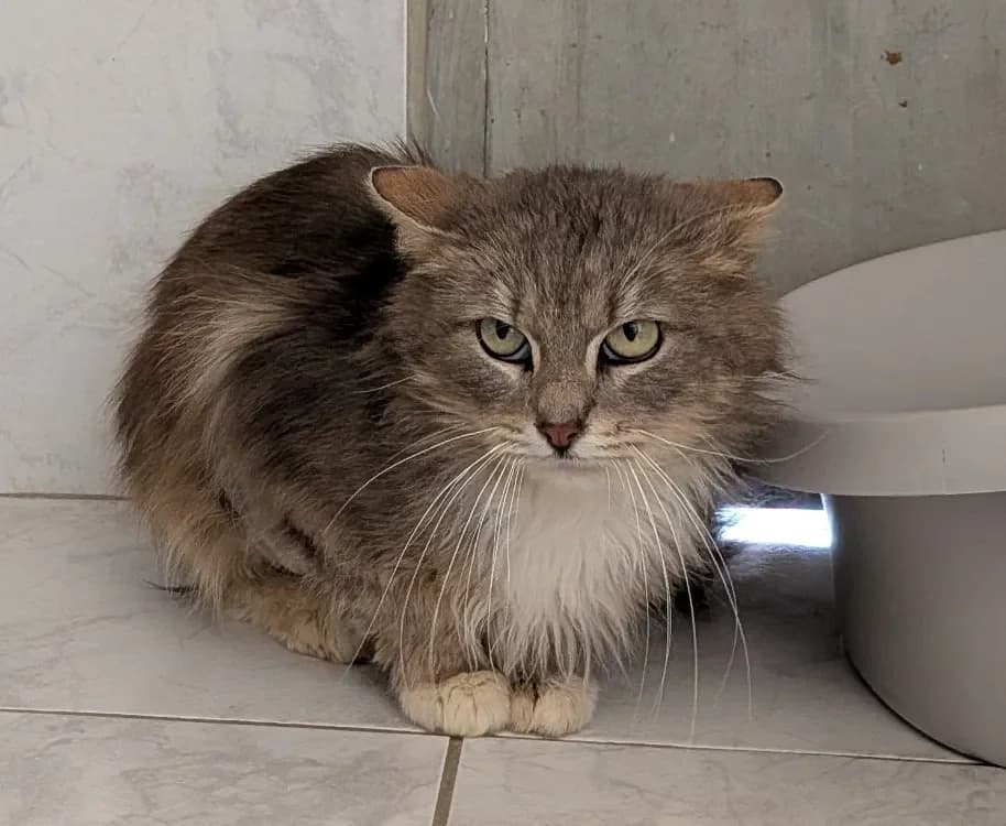 TAYLO, male mixed breed for adoption at SPA France, Paris — photo 2 of 2