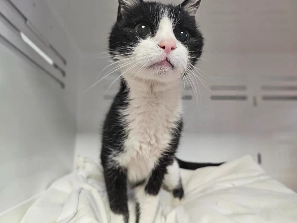 Mistigri, male mixed breed for adoption at SPA France, Paris