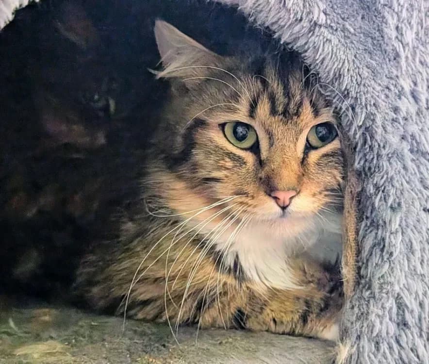 MAELO, male mixed breed for adoption at SPA France, Paris — photo 2 of 2