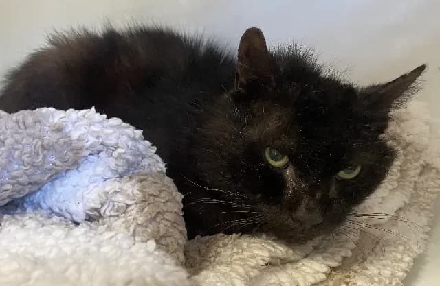 MAKALU, male mixed breed for adoption at Gerhard Cramer), Arry — photo 2 of 2