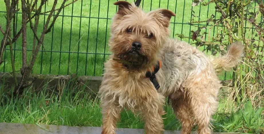 Merlin, male Yorkshire Terrier for adoption at SPA France, Paris — photo 2 of 2