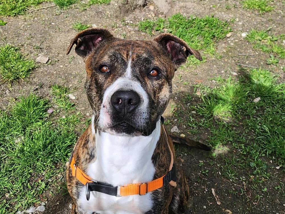 PABLO, male Mixed Breed for adoption at SPA France, Paris