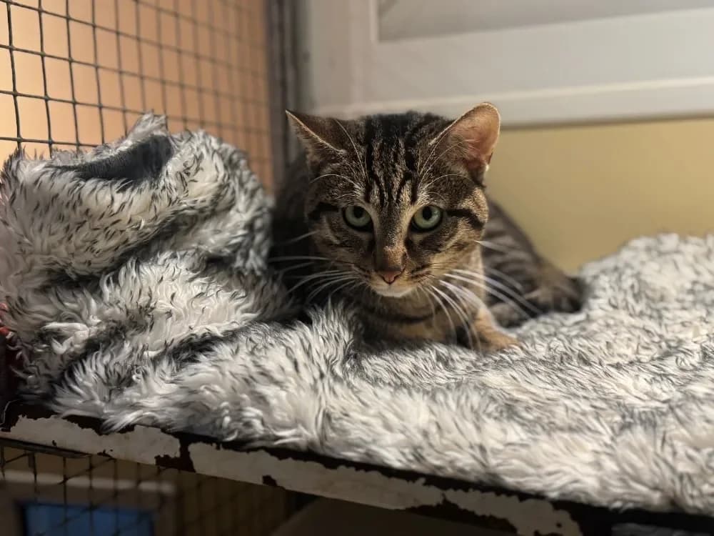 HENRY A17373, male mixed breed for adoption at SPA France, Paris — photo 2 of 2