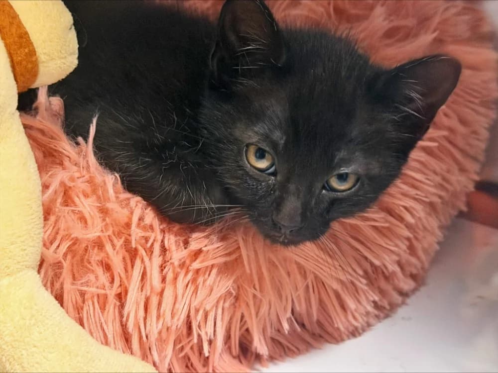 Skar, male mixed breed for adoption at SPA Beaurepaire-en-Bresse, Beaurepaire