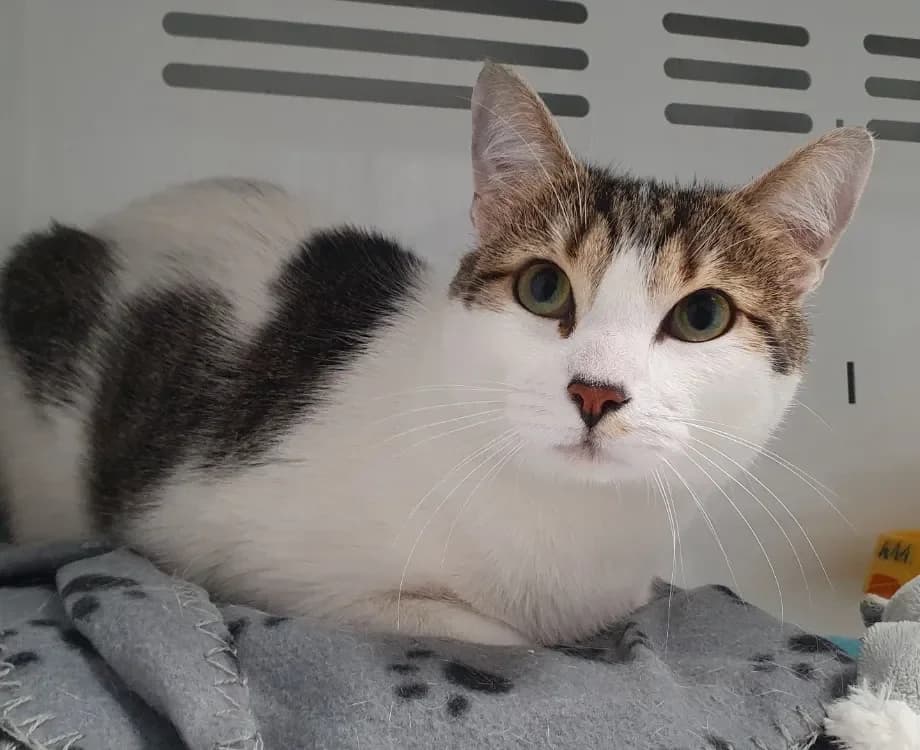 YUKI CHA, male mixed breed for adoption at SPA France, Paris — photo 3 of 3