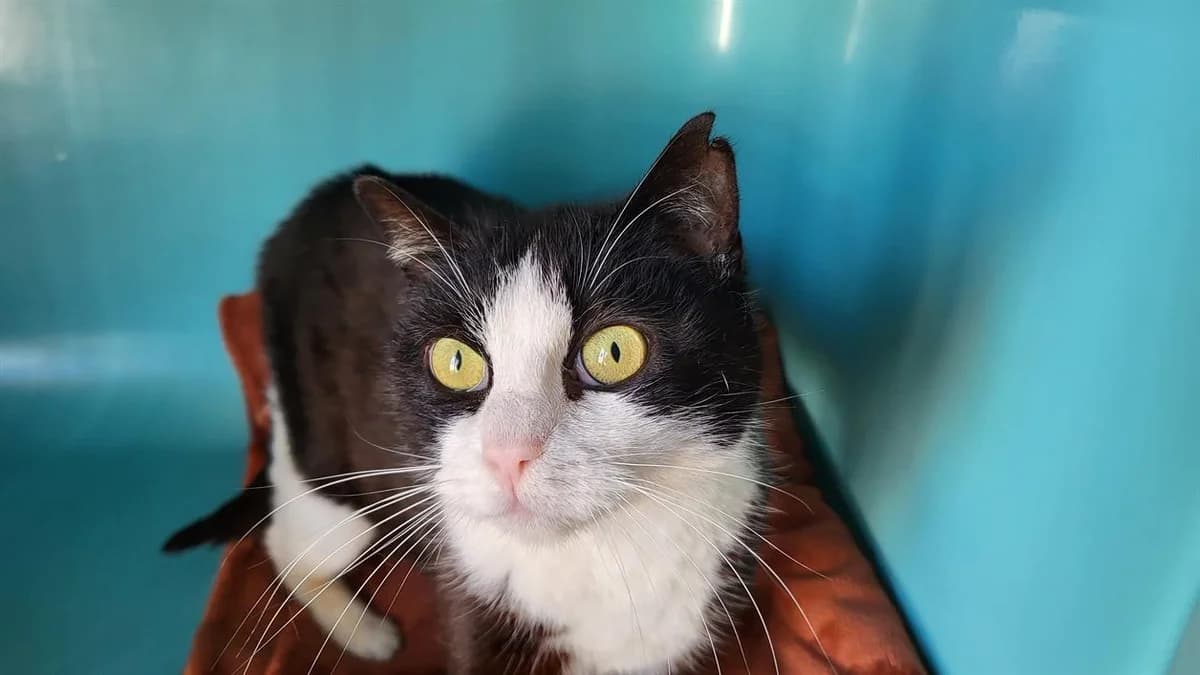 CHARLOTTE, female mixed breed for adoption at SPA Château-d'Olonne