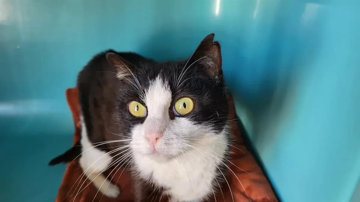 CHARLOTTE, female mixed breed for adoption at SPA Château-d'Olonne — photo 2 of 2