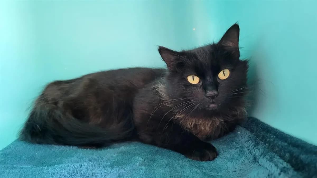 HORTENSIA, female mixed breed for adoption at SPA France, Paris — photo 2 of 2