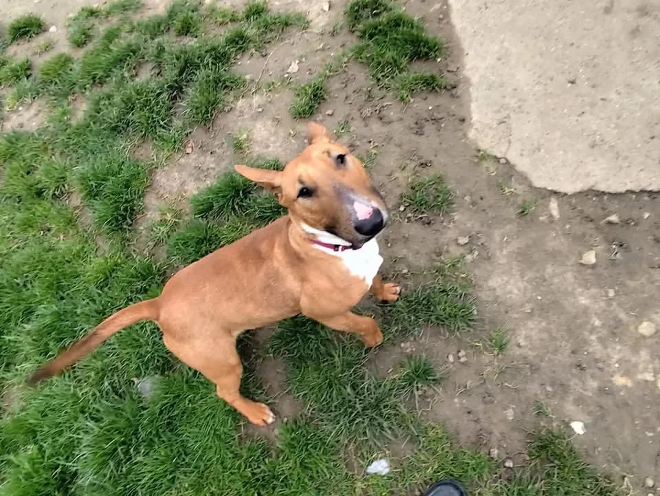 LAYKA, female Bull Terrier for adoption at SPA Étalondes, Etalondes — photo 2 of 2