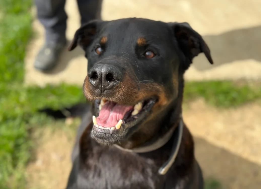 alpha, male senior Rottweiler for adoption at SPA Château-d'Olonne