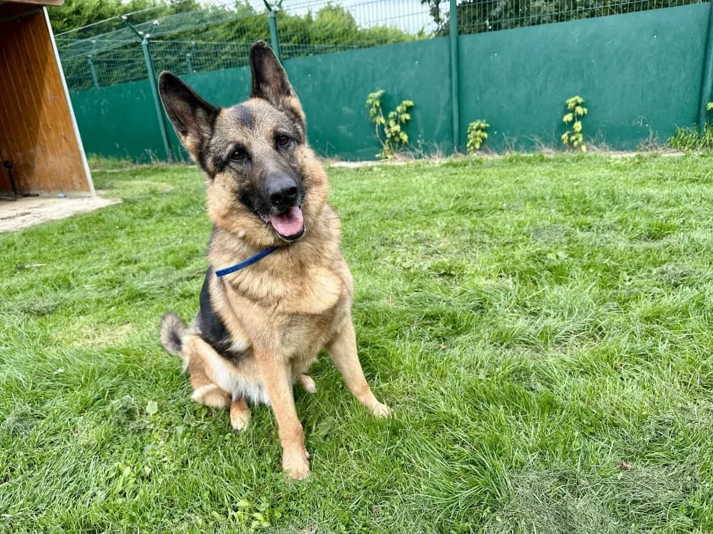 NEWTON, male German Shepherd for adoption at SPA France, Paris