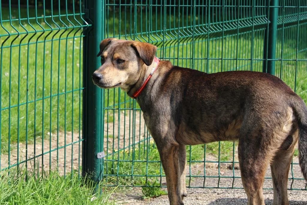 0 PRINCE, male mixed breed for adoption at SPA Étalondes, Etalondes