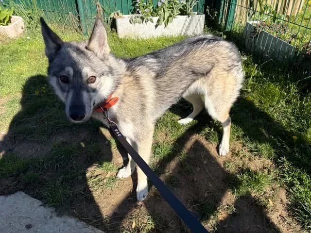 DUNE PAA24190, female Husky for adoption at SPA Plaisir, Plaisir — photo 2 of 2