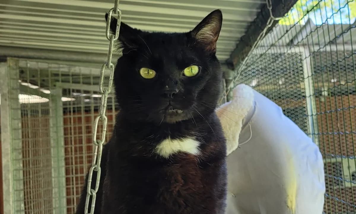 MINOLTA, male mixed breed for adoption at SPA Tours (Luynes), Tours