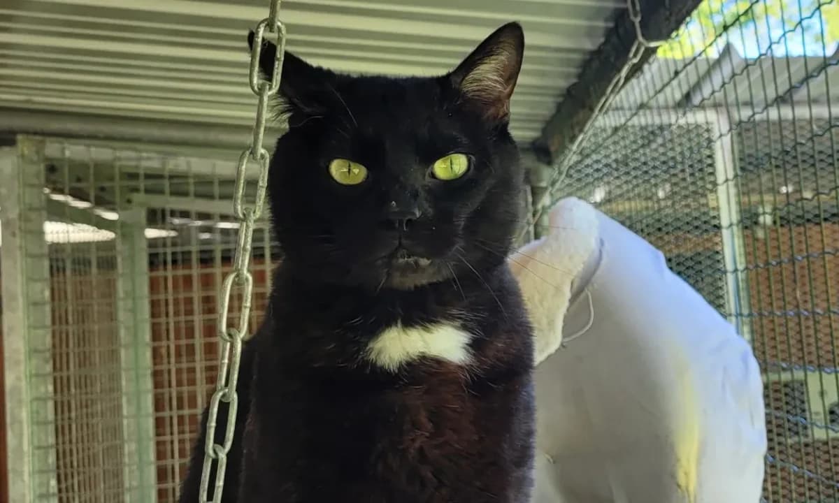 MINOLTA, male mixed breed for adoption at SPA Tours (Luynes), Tours — photo 2 of 2