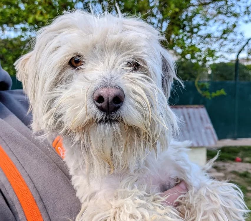 DOUDOU, male Bichon Frisé for adoption at SPA France, Paris