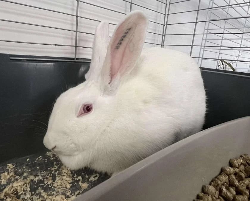 ANDRAS, female mixed breed for adoption at SPA France, Paris