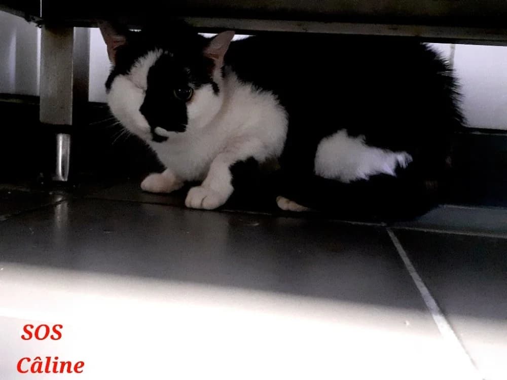 CALINE, female mixed breed for adoption at Maison SPA), Tourcoing