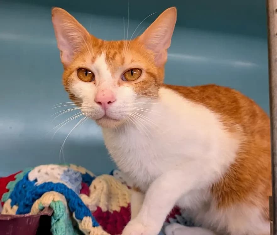 TOURETTE, female mixed breed for adoption at SPA Laon, Laon — photo 2 of 2