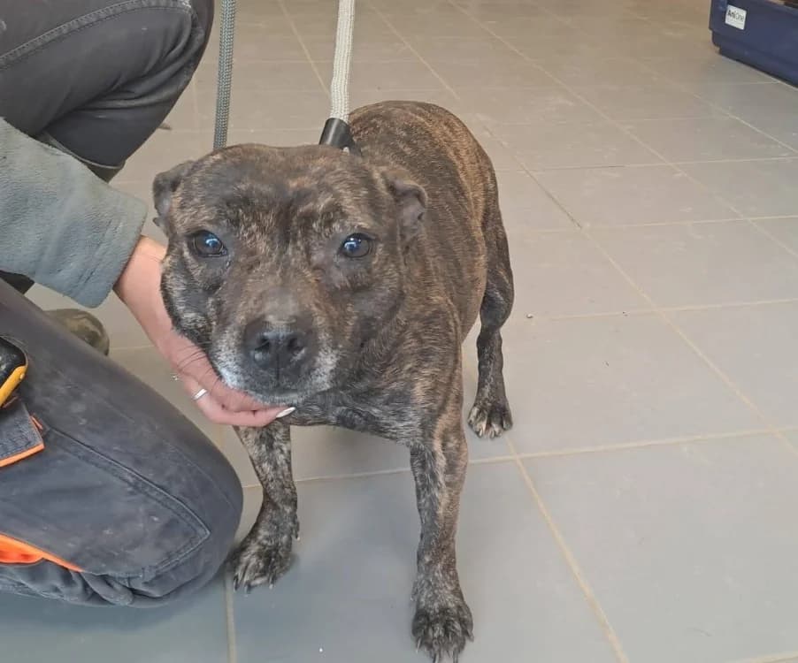 ULANE, female Staffordshire Bull Terrier for adoption at SPA France, Paris