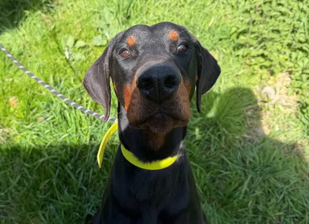 HERMES, male Doberman for adoption at SPA France, Paris