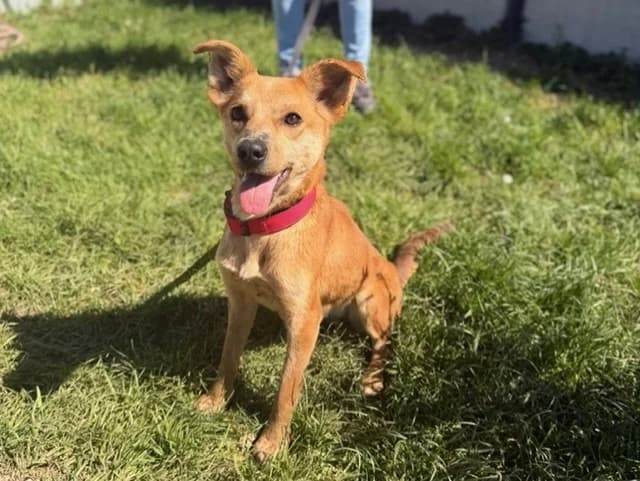 Panatine, female Mixed Breed for adoption at Amiens), Poulainville