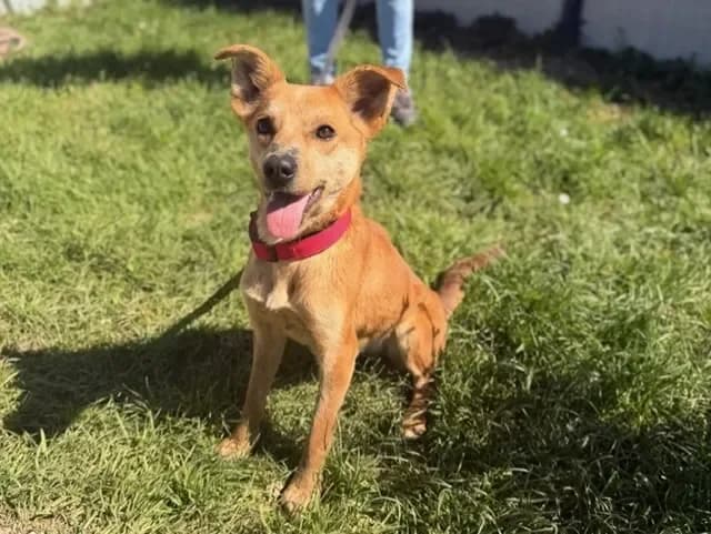 Panatine, female Mixed Breed for adoption at Amiens), Poulainville — photo 2 of 2