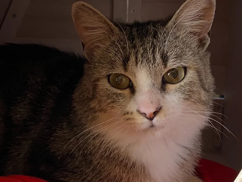 ROBERT, male mixed breed for adoption at SPA France, Paris