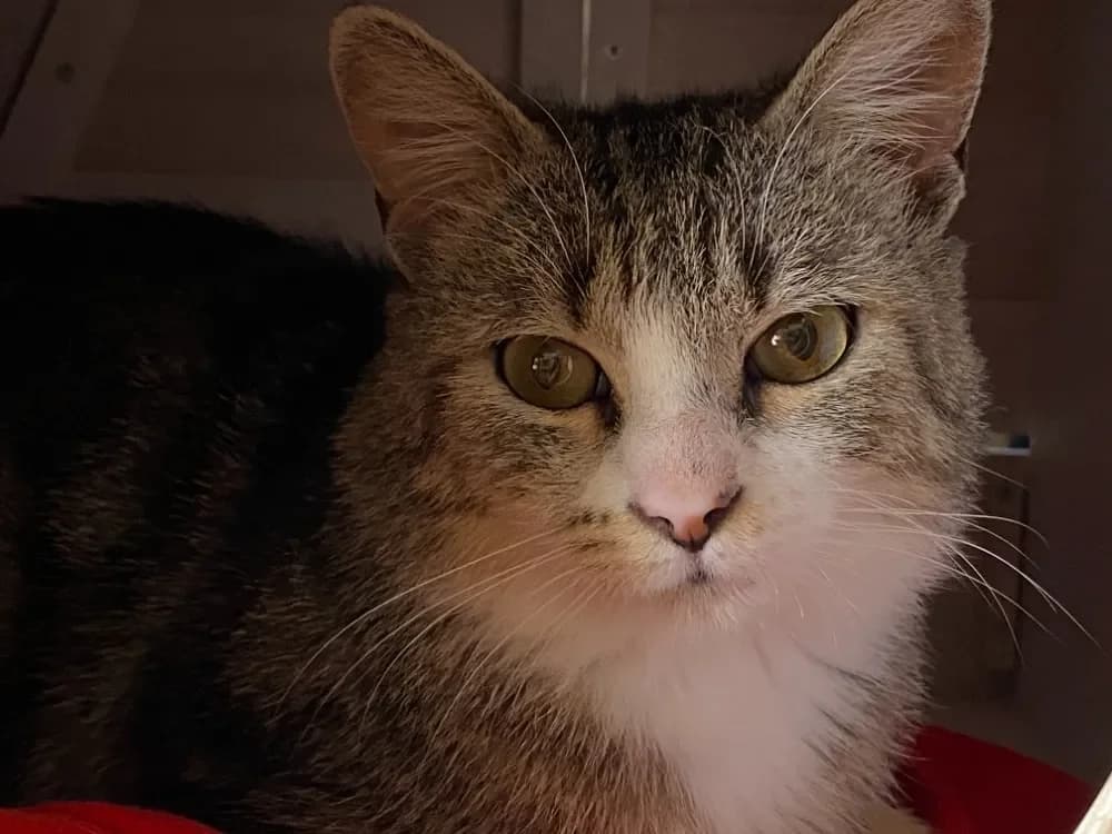 ROBERT, male mixed breed for adoption at SPA France, Paris — photo 2 of 2