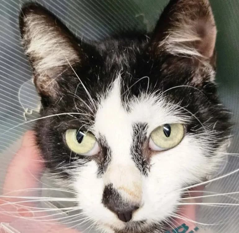 RACKAM, male mixed breed for adoption at SPA Redon, Redon — photo 2 of 2