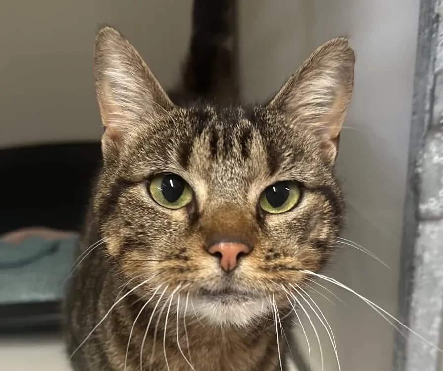 VANILLE, female mixed breed for adoption at SPA Vitré, Vitre — photo 3 of 3