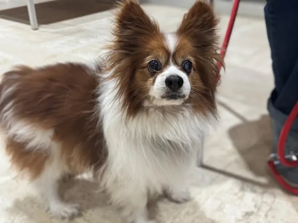 RUBENS (OAA19975), male Papillon for adoption at SPA Orgeval, Orgeval — photo 2 of 2