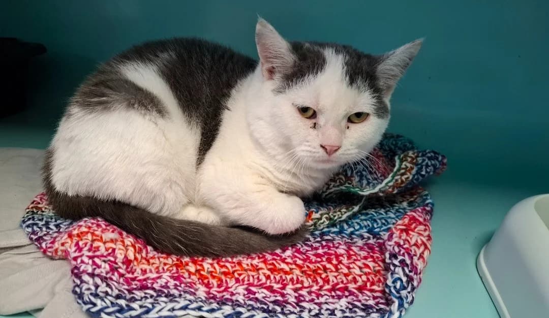 Lutin, male mixed breed for adoption at SPA France, Paris