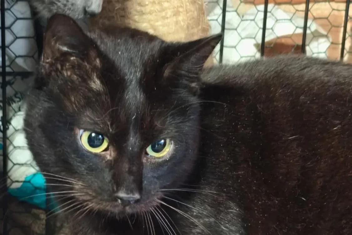 ANTOINE, male mixed breed for adoption at SPA Rennes, Rennes — photo 2 of 2