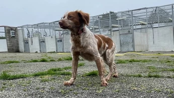 Tournesol, male 6yo Brittany Spaniel for adoption at SPA Plouhinec, Plouhinec