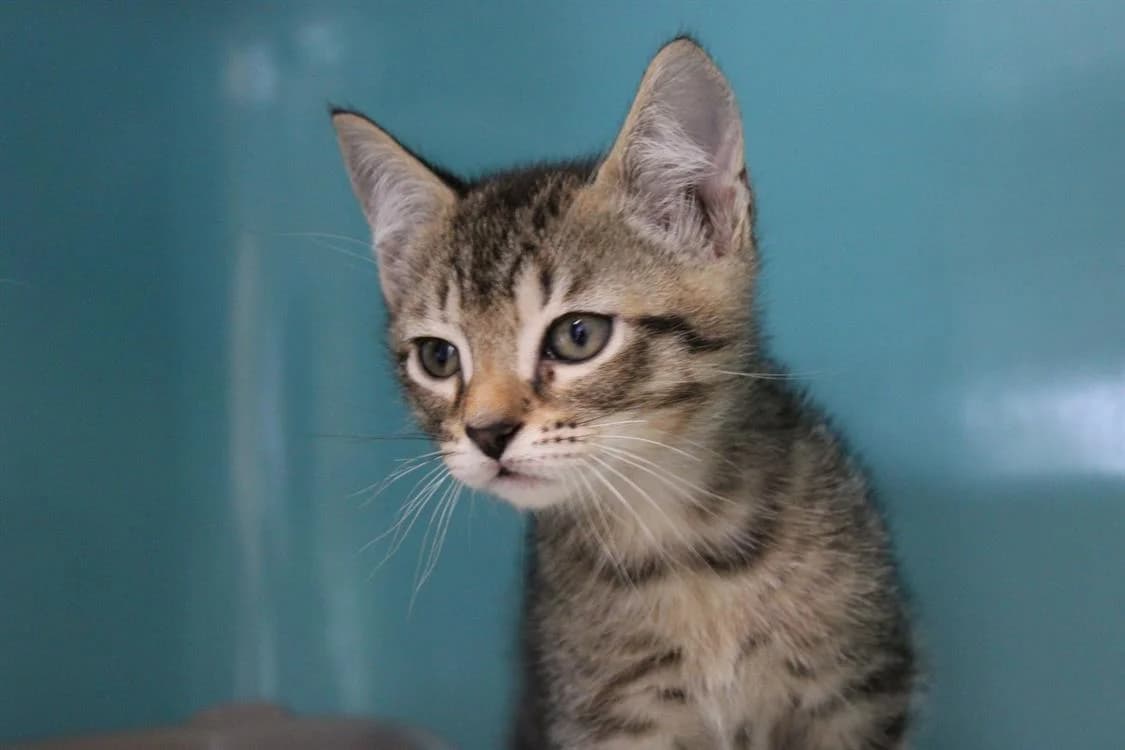 Mister Aventure, male mixed breed for adoption at SPA Cabourg, Cabourg