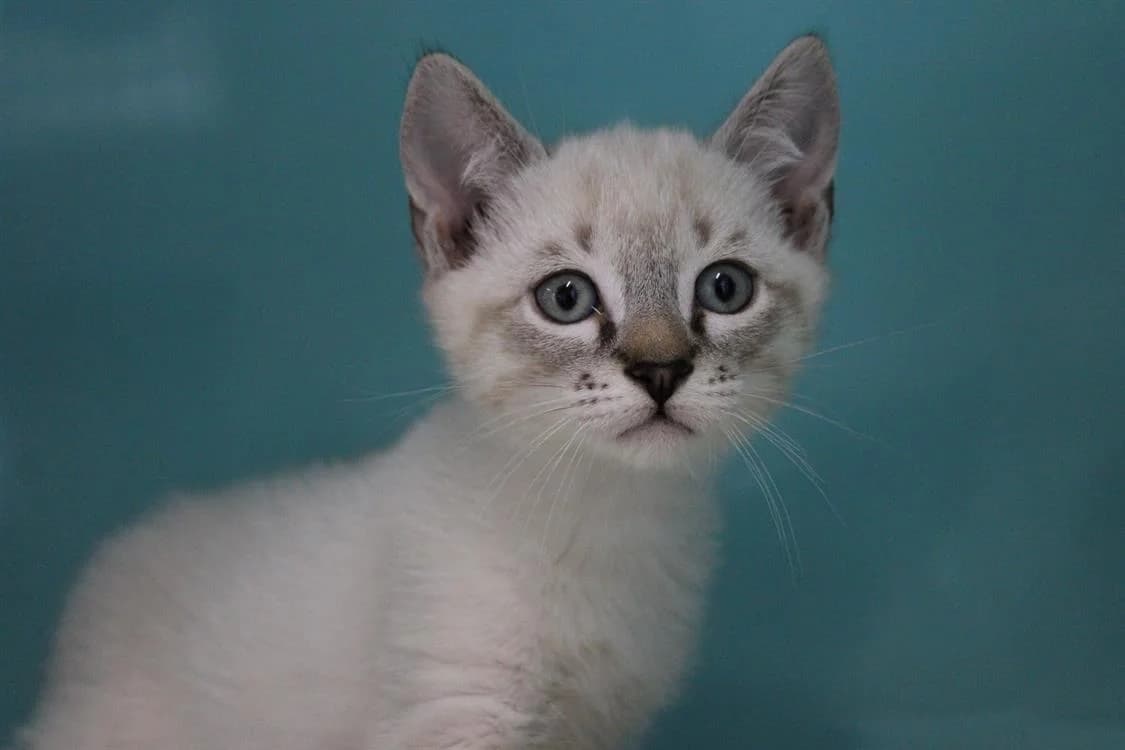 Flocon, male mixed breed for adoption at SPA Cabourg, Cabourg