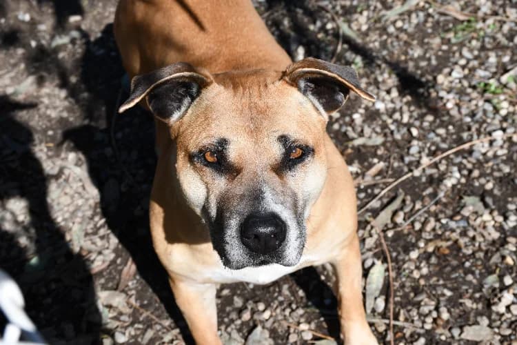 MAGIC, female American Staffordshire Terrier for adoption at SPA Torreilles, Torreilles
