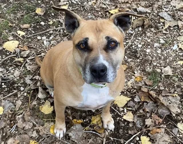 MAGIC, female American Staffordshire Terrier for adoption at SPA Torreilles, Torreilles — photo 2 of 2