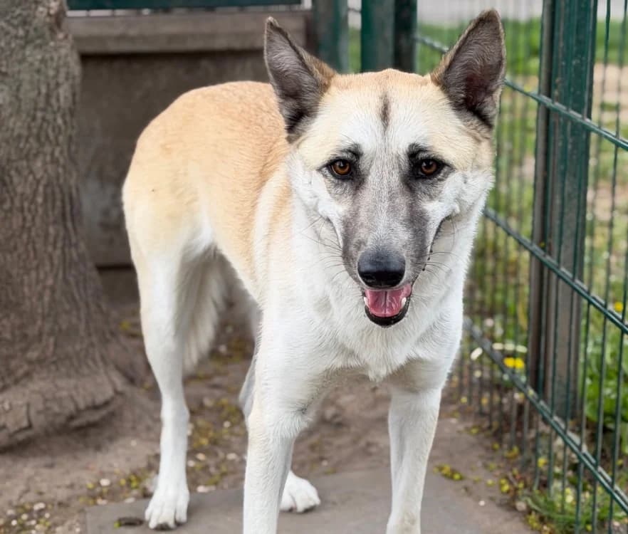 Savana CAA15083, female Husky for adoption at SPA France, Paris