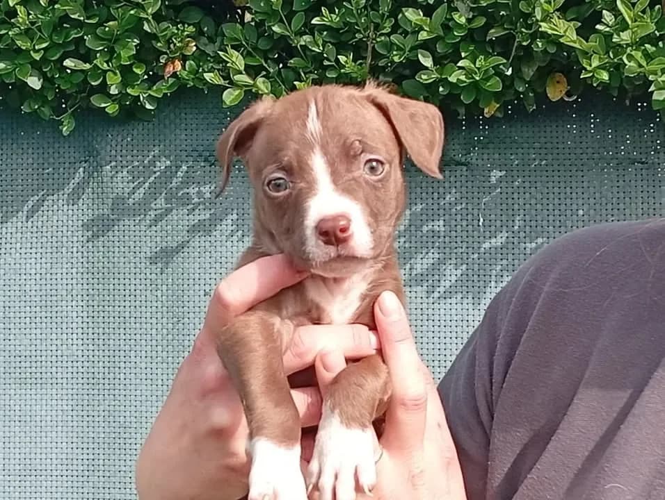 PLUME, female Labrador Retriever for adoption at SPA France, Paris — photo 2 of 2