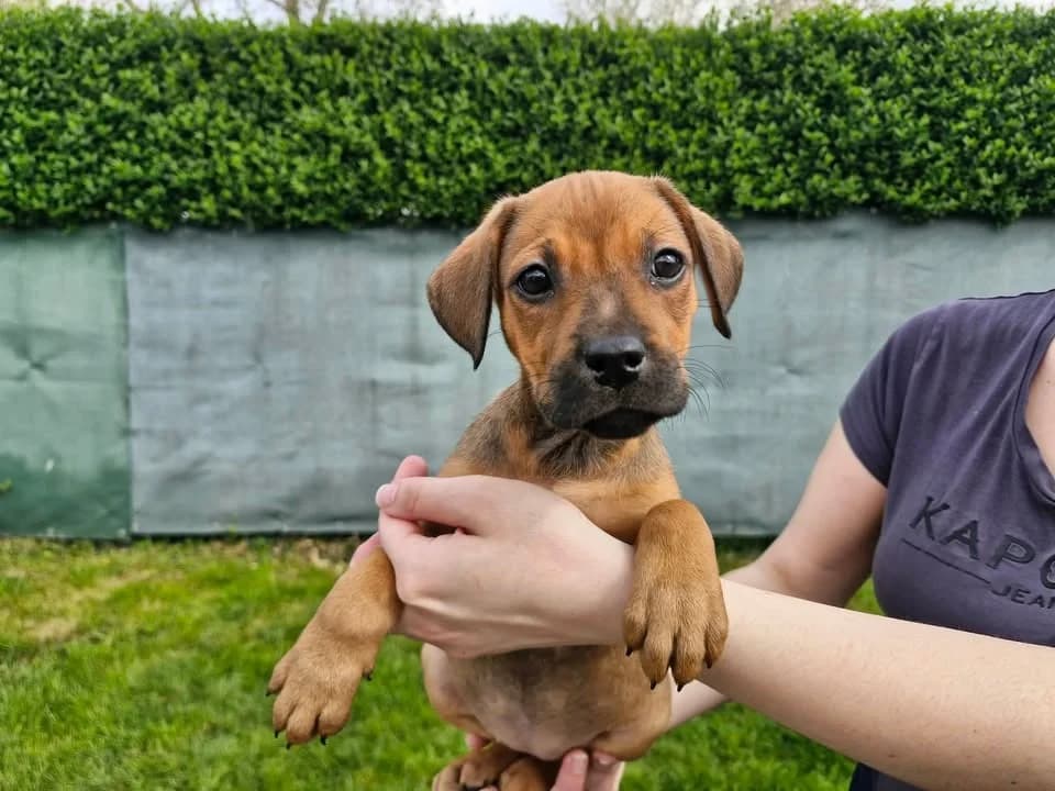 ALMA, female Labrador Retriever for adoption at SPA France, Paris