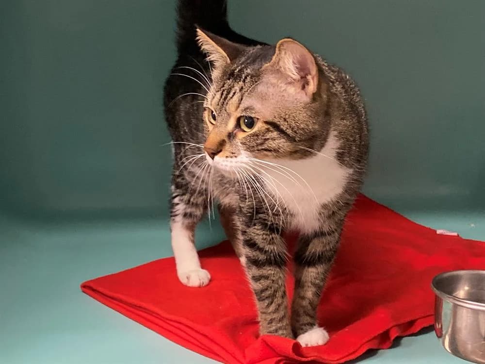 MARCO, male mixed breed for adoption at SPA France, Paris