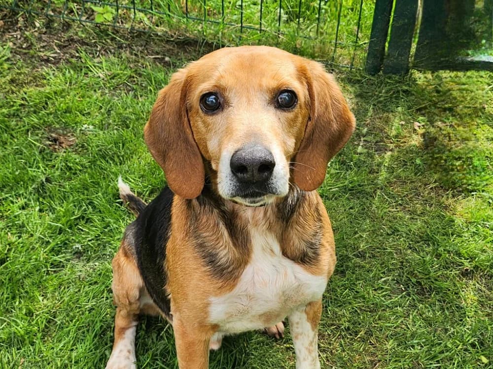 MOKA, male Beagle for adoption at SPA France, Paris