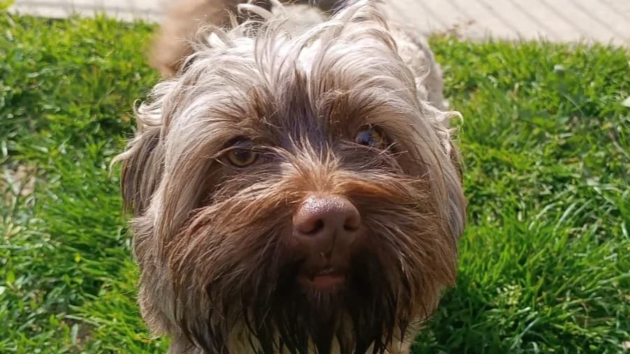 CHIPOU, male Yorkshire Terrier for adoption at SPA France, Paris