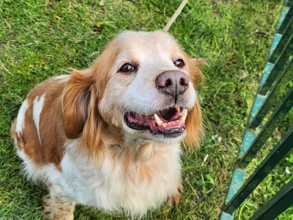 JUNIOR, male Brittany Spaniel for adoption at SPA France, Paris — photo 2 of 2